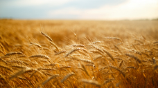 Image: stock.adobe.com/maxbelchenko