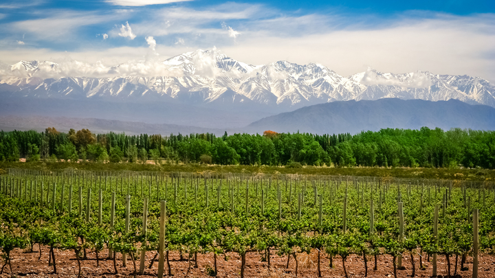 Vineyard near Mendoza, Argentinia (Image: Pav-Pro Photography / stock.adobe.com)