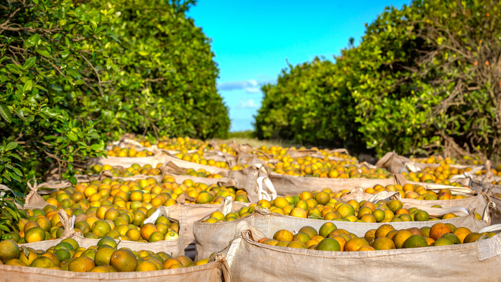 Image: stock.adobe.com/Paulo Nabas