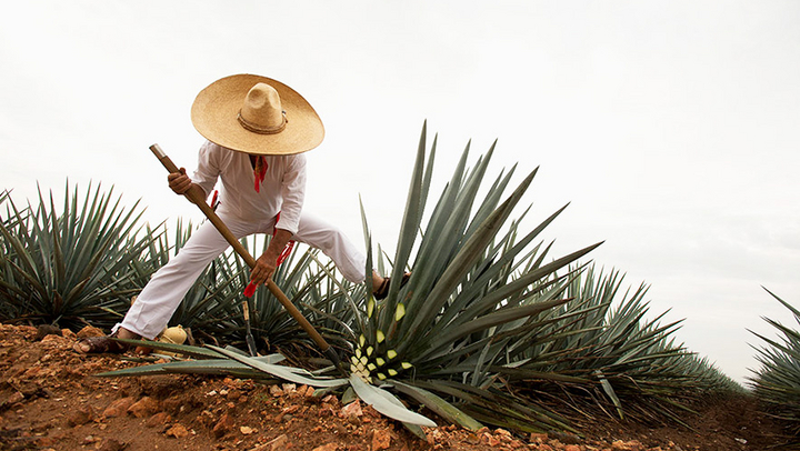 Image: Ministry of Agriculture of Mexico