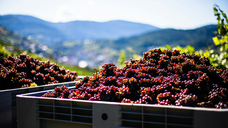 Credit: Stefan Schauberger (Unsplash)