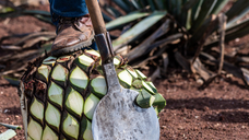 Image: stock.adobe.com / Osiris