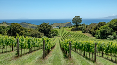 Waiheke Island vineyard, Auckland region, New Zealand (image: stock.adobe.com/sardinelly)