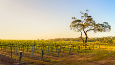 Image: stock.adobe.com/myphotobank.com.au