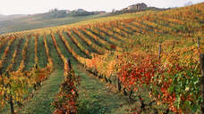 Image: Marchesi Alfieri Vigne