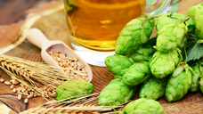 Image: stock.adobe.com /Printemps