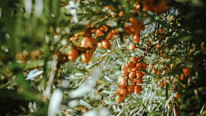 Credit: Fran Fruh (Pexels)